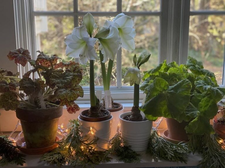 indoor botanical cheer to mark the winter solstice, with kathy tracey