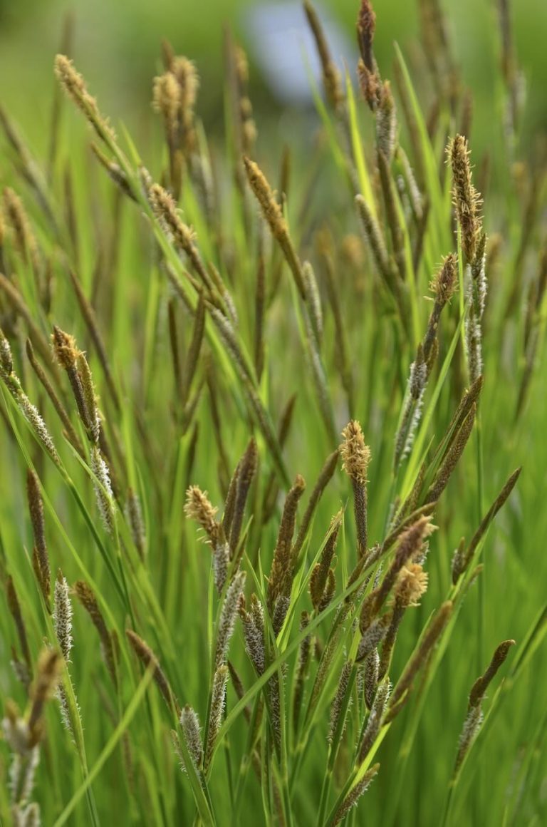 the best of the sedges, and how to use them (even mown!), with sam hoadley