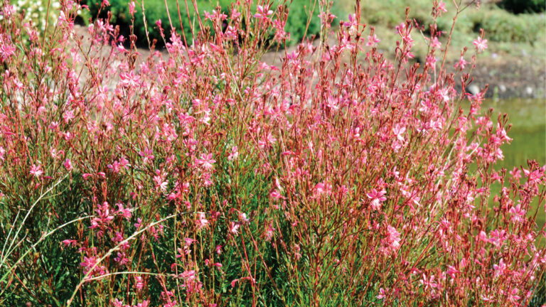 A peak season perennial for the Southwest