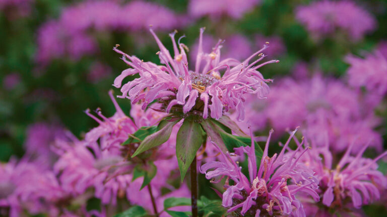 Peak season perennial for the southern plains