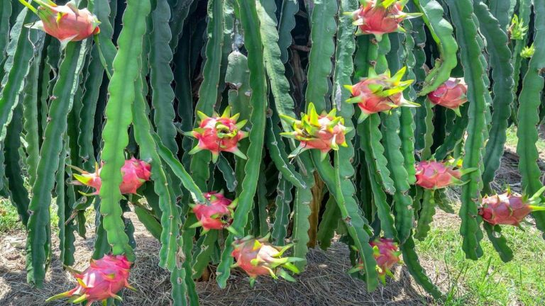 The civil servant gave the farmers a lot of profit from dragon fruit farming;  Here’s how