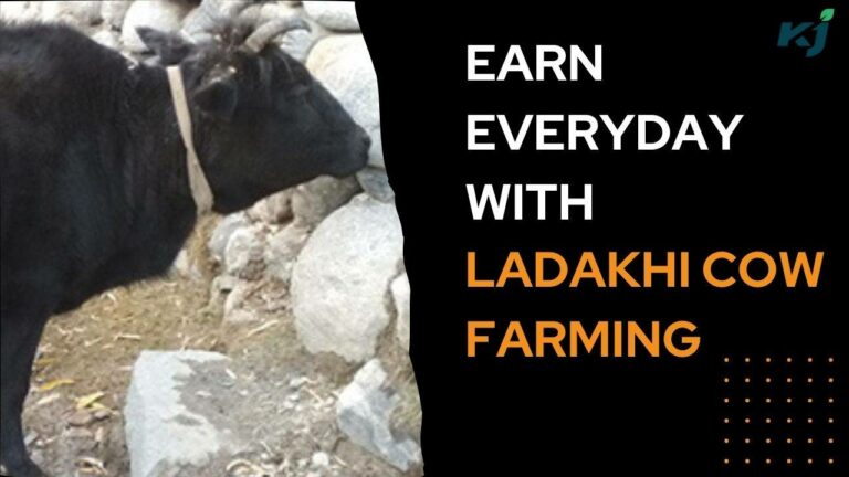 Ladakhi cattle rearing farmers earn every day throughout the year.