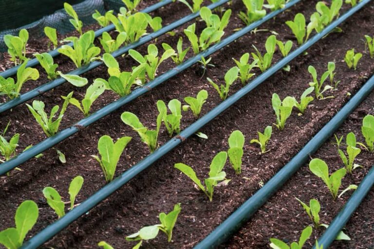 Guide to Buy Top Drip Irrigation Kit at Affordable Price