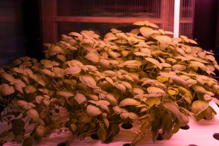 Guide to Buy Top Hydroponics Kit at Affordable Price