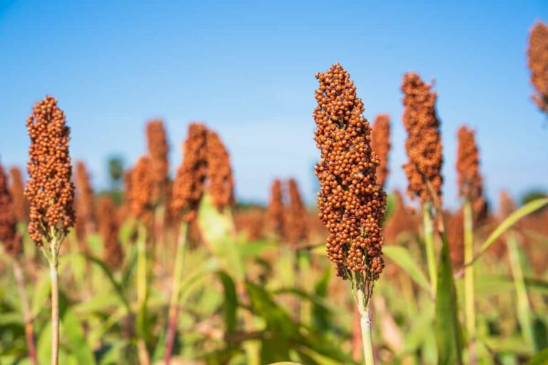 Major Insect Pests of Sorghum, Control, and Prevention