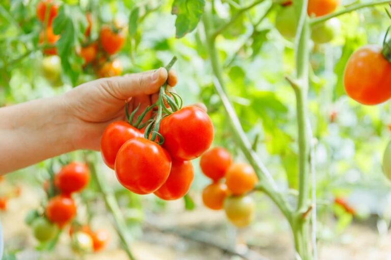 Common Weeds of Tomato and Herbicides Safe for Tomatoes