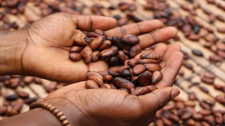 Cocoa to be procured directly, Ivory Coast appeals to India
