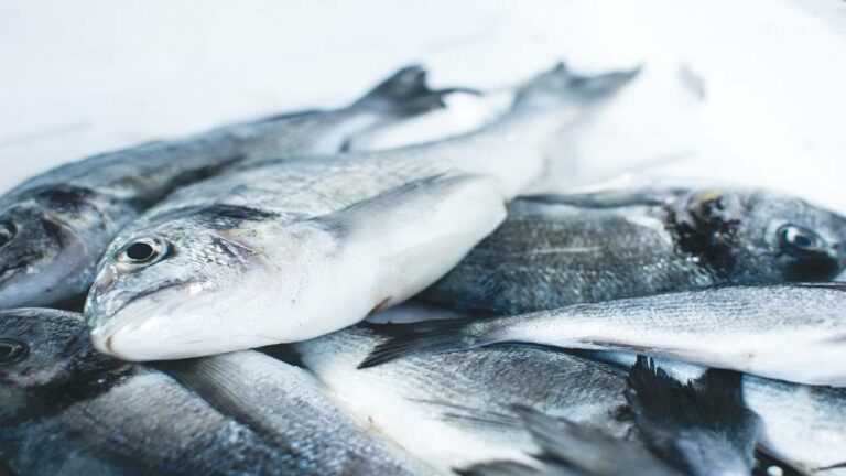 Top 5 Commercial Fish in India
