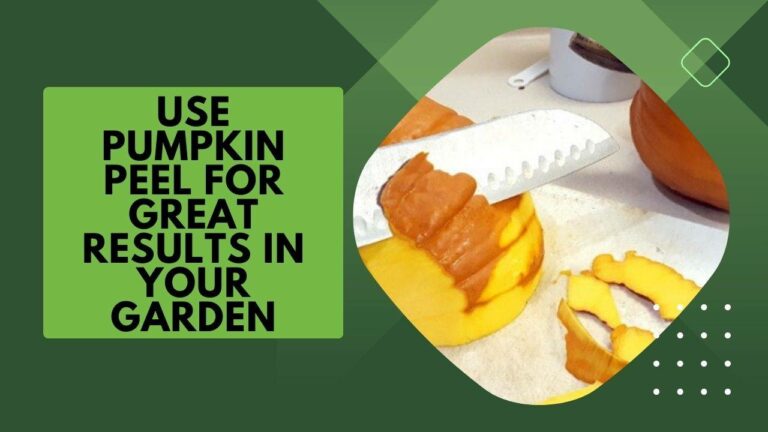 For best results, use pumpkin peels in your garden.